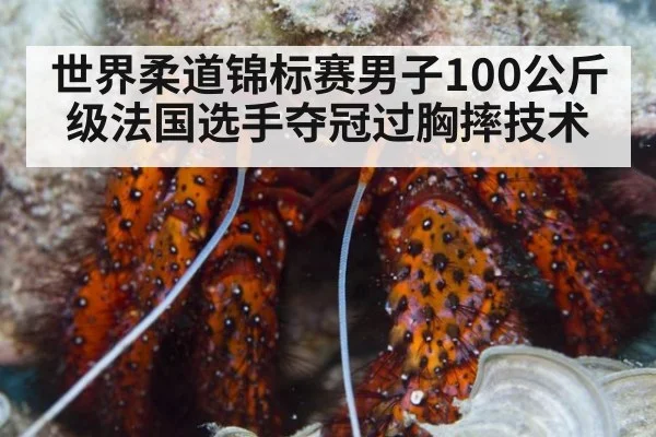 世界柔道锦标赛男子100公斤级法国选手夺冠过胸摔技术